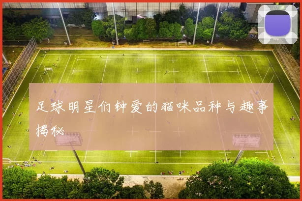 足球明星们钟爱的猫咪品种与趣事揭秘
